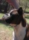 Boxer Puppies for sale in Denver, CO, USA. price: NA