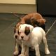 Boxer Puppies for sale in Washington, DC, USA. price: $475