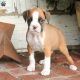 Boxer Puppies for sale in Campus Drive, Stanford, CA 94305, USA. price: NA
