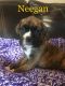 Boxer Puppies for sale in Pleasant Hope, MO 65725, USA. price: $600