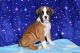 Boxer Puppies for sale in New Cumberland, PA 17070, USA. price: NA