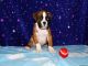 Boxer Puppies for sale in New Cumberland, PA 17070, USA. price: NA
