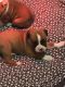 Boxer Puppies for sale in Phoenix St, Hempstead, NY 11550, USA. price: NA