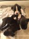 Boxer Puppies for sale in Clinton, MS, USA. price: $500
