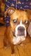 Boxer Puppies for sale in Port Orchard, WA, USA. price: NA