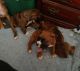 Boxer Puppies for sale in Vine Grove, KY, USA. price: $450