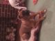 Boxer Puppies for sale in Reading, PA 19609, USA. price: NA
