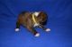 Boxer Puppies for sale in Harrison Charter Township, MI, USA. price: $800