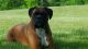 Boxer Puppies for sale in Goodrich, MI 48438, USA. price: NA