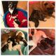 Boxer Puppies for sale in Dayton, TX 77535, USA. price: NA