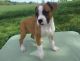 Boxer Puppies for sale in Steamboat Springs, CO 80477, USA. price: NA