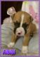 Boxer Puppies for sale in Albany, OR, USA. price: NA