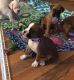 Boxer Puppies for sale in Worcester, MA, USA. price: NA