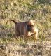 Boxer Puppies for sale in Ozark, MO, USA. price: NA