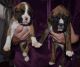 Boxer Puppies for sale in Waco, TX, USA. price: NA
