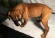 Boxer Puppies for sale in Fort Lauderdale, FL, USA. price: NA