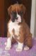 Boxer Puppies for sale in Ohio Township, OH, USA. price: NA