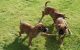 Boxer Puppies for sale in Dublin, OH, USA. price: NA