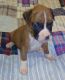 Boxer Puppies for sale in Vilonia, AR 72173, USA. price: NA