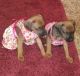 Boxer Puppies for sale in Redding, CA, USA. price: NA