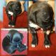 Boxer Puppies for sale in Sunrise, FL, USA. price: $1,000