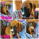 Boxer Puppies for sale in Bismarck, AR 71929, USA. price: NA