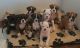 Boxer Puppies for sale in Walnut, CA, USA. price: NA