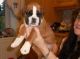 Boxer Puppies for sale in Flower Mound Rd, Flower Mound, TX, USA. price: NA