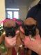 Boxer Puppies for sale in Washington, DC, USA. price: $600