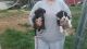 Boxer Puppies for sale in Hocking County, OH, USA. price: NA
