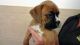 Boxer Puppies for sale in Utah Olympic Park, UT-224, Park City, UT 84098, USA. price: $350