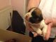 Boxer Puppies for sale in Houston, TX 77001, USA. price: NA