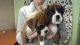 Boxer Puppies for sale in Bristol, VA, USA. price: $500