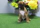 Boxer Puppies for sale in Decatur, IL, USA. price: NA