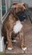 Boxer Puppies for sale in Rice, MN 56367, USA. price: NA