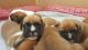Boxer Puppies for sale in Virginia Ave, Santa Monica, CA 90404, USA. price: NA