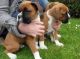 Boxer Puppies for sale in Spartanburg School District 03, SC, USA. price: NA