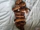 Boxer Puppies for sale in Brown Deer, WI, USA. price: $400