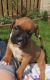 Boxer Puppies for sale in Michigan Ave, Inkster, MI 48141, USA. price: NA