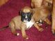 Boxer Puppies for sale in Dallas Township, PA, USA. price: NA