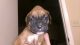 Boxer Puppies for sale in Tucson, AZ 85730, USA. price: NA