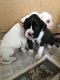 Boxer Puppies for sale in California Ave, Joint Base Andrews, MD 20762, USA. price: NA