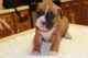 Boxer Puppies for sale in TX-121, Blue Ridge, TX 75424, USA. price: NA