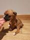 Boxer Puppies for sale in Bloomfield Ave, Bloomfield, CT 06002, USA. price: NA