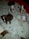 Boxer Puppies for sale in N US-59, Nacogdoches, TX 75965, USA. price: NA