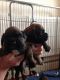 Boxer Puppies for sale in 340 S 600 W, Salt Lake City, UT 84101, USA. price: $400