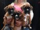 Boxer Puppies for sale in New York Stock Exchange, New York, NY 10005, USA. price: NA