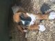 Boxer Puppies for sale in Robbins, TN 37852, USA. price: $500