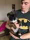 Boxer Puppies for sale in Hookstown Grade Rd, Clinton, PA 15026, USA. price: NA