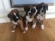 Boxer Puppies for sale in Ann Arbor, MI, USA. price: NA